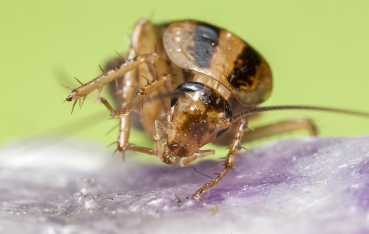 cockroach sitting on a surface