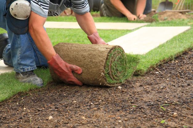 A lawn care specialist laying down sod in a residential yard.