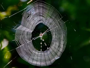 Common spiders in Florida — identification guide to 9 species