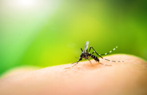 Mosquito sucking blood on human skin with nature background.