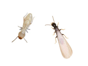 Side-by-side comparison of subterranean termite mud tubes and drywood termite frass pellets — two different termite infestation signs