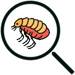 identify pests