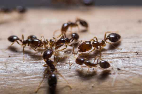 group of ants on a surface