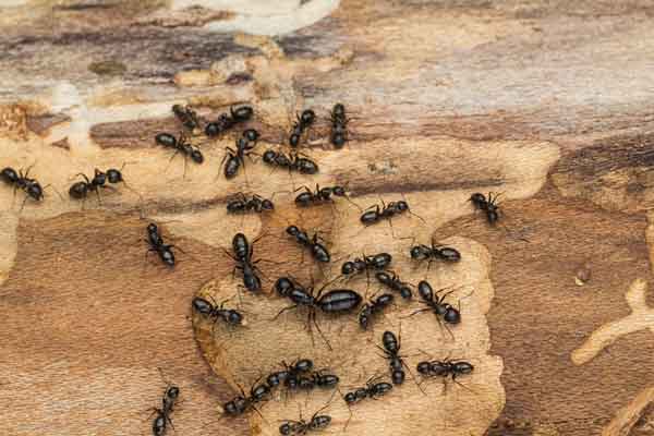 group of ants on a surface