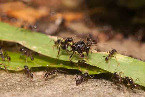 a group of big-headed ants