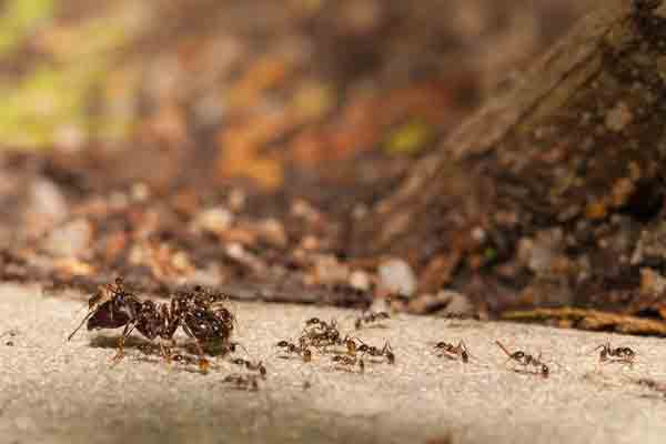 a group of big-headed ants