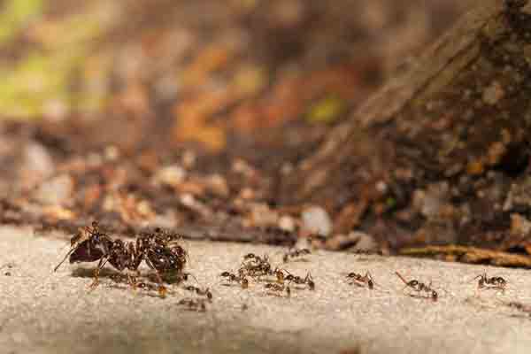 a group of big-headed ants