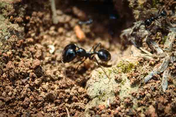 a big-headed ant