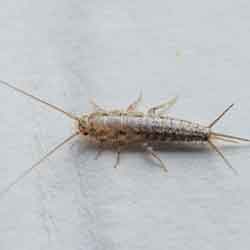 Common Problems Caused by Silverfish