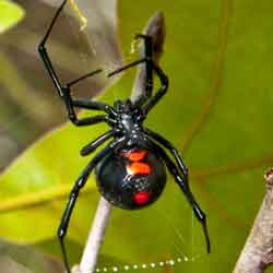 Common Spiders in Florida