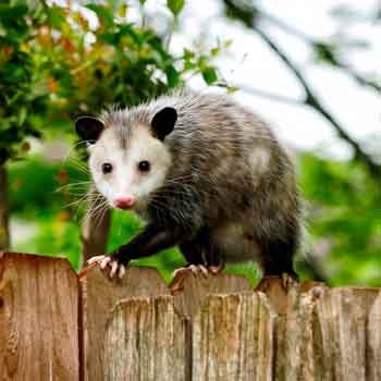 Common Wildlife Problems in Florida - Opossoms