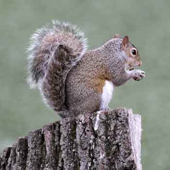 Common Wildlife Problems in Florida - Squirrels