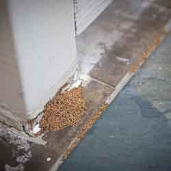 Differences Between Drywood and Subterranean Termites