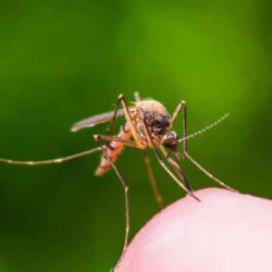 How Mosquito Remediation Works
