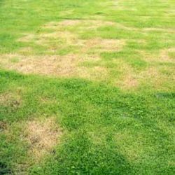 Lawn Diseases