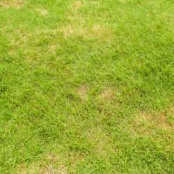 Lawn Pests