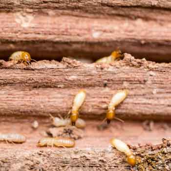 Signs of a Termite Infestation