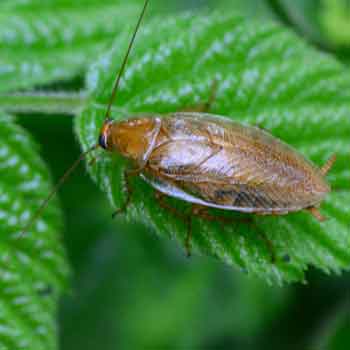 Types of Cockroaches in Florida