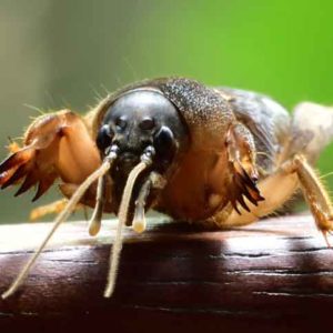 What are mole crickets