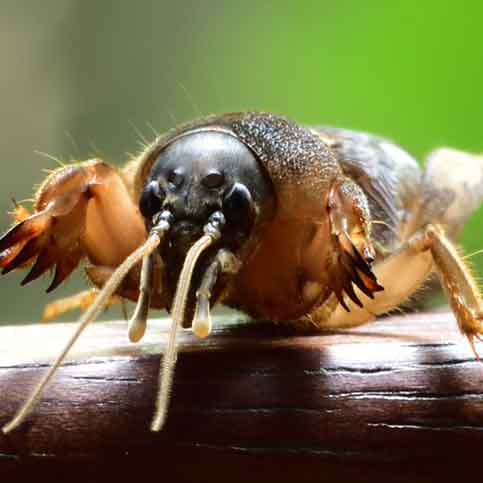 What Are Mole Crickets Mole Crickets In Florida