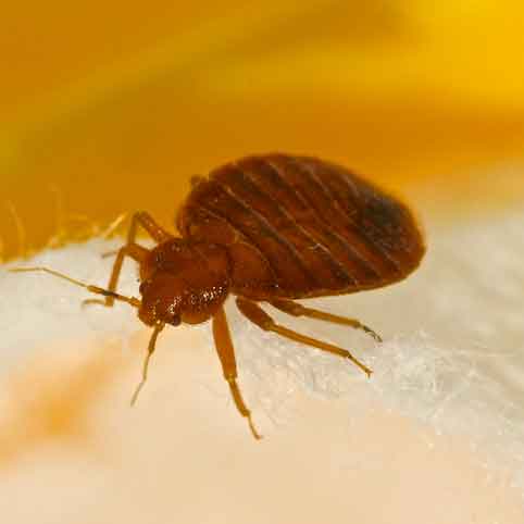 Bed Bug Exterminator LA King