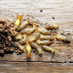 Group of Termites.