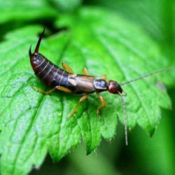 What is an Earwig