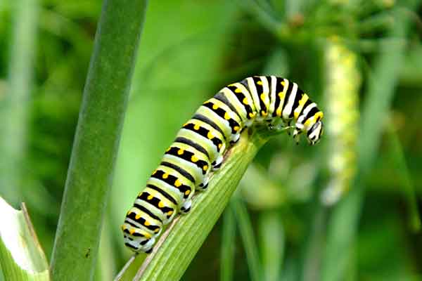striped caterpillar on a blade of grass