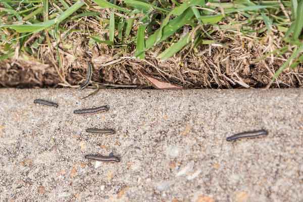 caterpillars sitting on a curb