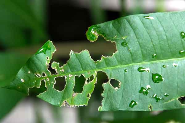 chewed-up leaf