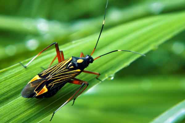 chinch bug on a blade of grass