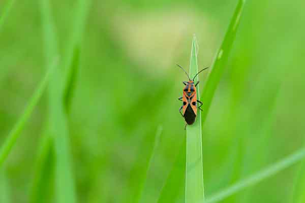 chinch bug on a blade of grass
