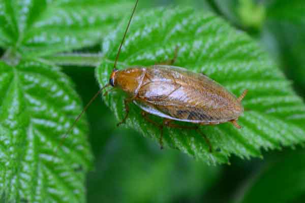 cockroach on a leaf