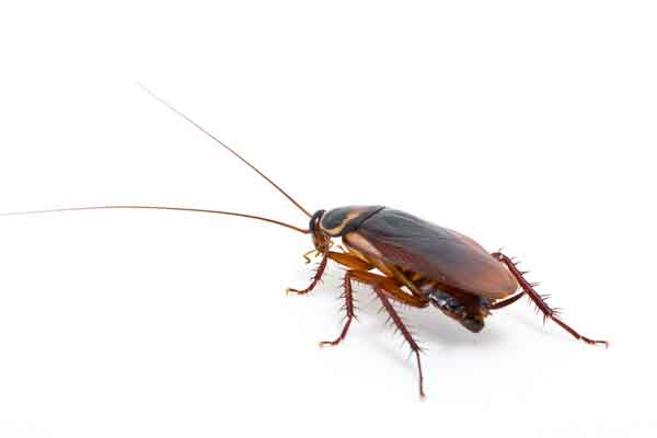 Cockroach Control &amp; Treatment in Florida | McCall Service