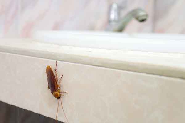 cockroach in a bathroom