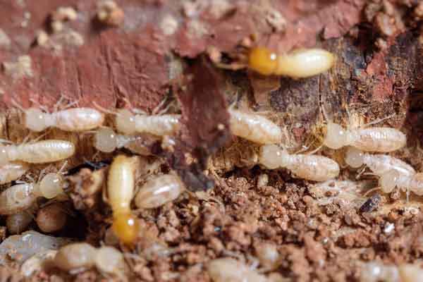 drywood termites