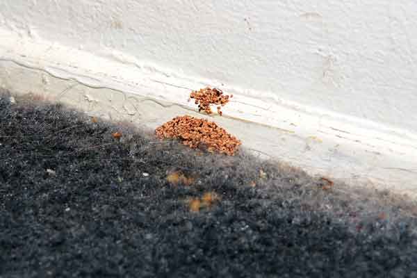 drywood termites