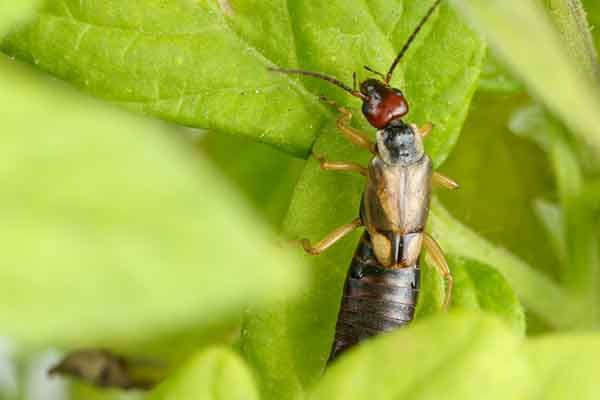 earwig on a leaf