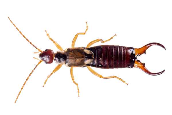 Earwig Identification, Control & Treatment | McCall