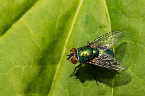 fly sitting on a leaf
