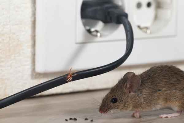 Mice eating wire.