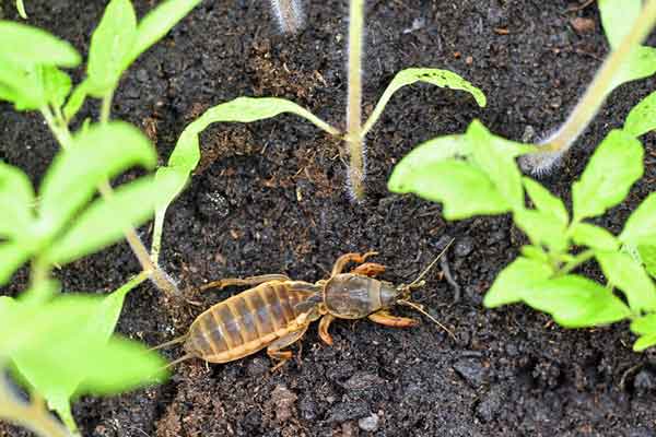 Mole Cricket Outside.