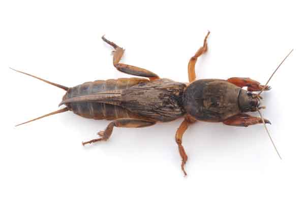 Mole Cricket.