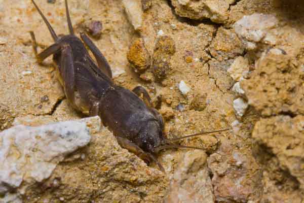 Mole Cricket in dirt.