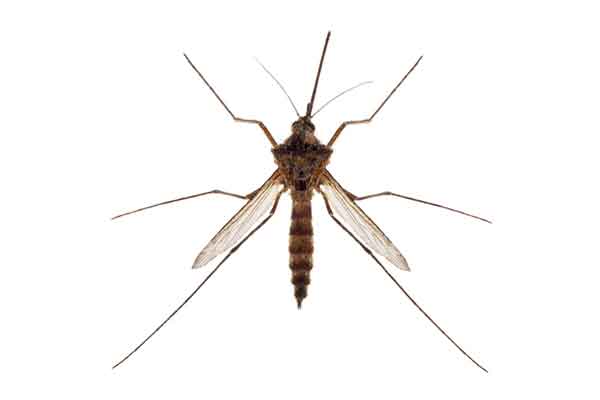 mosquito