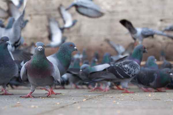 a flock of pigeons