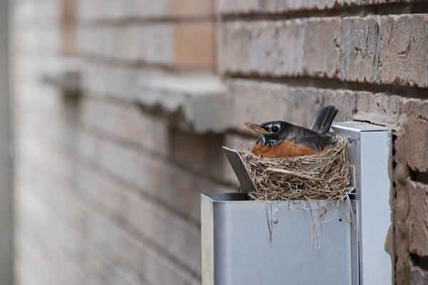 a bird sitting in its nest