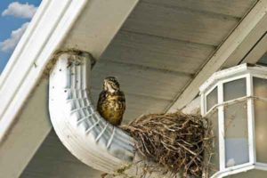 a bird nesting on a downspout