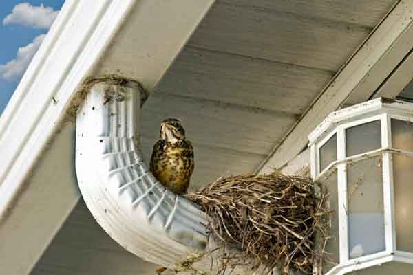 a bird nesting on a downspout