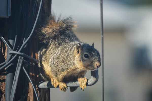 a mouse on a telephone pole